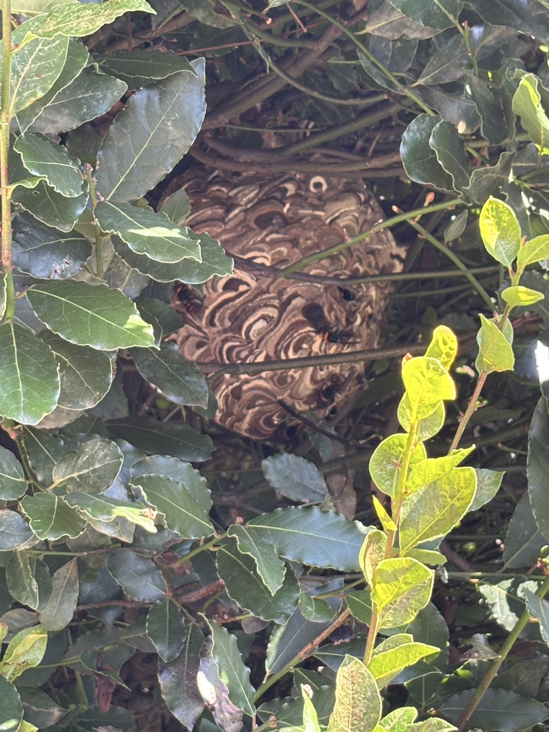 さいたま市、スズメバチ駆除