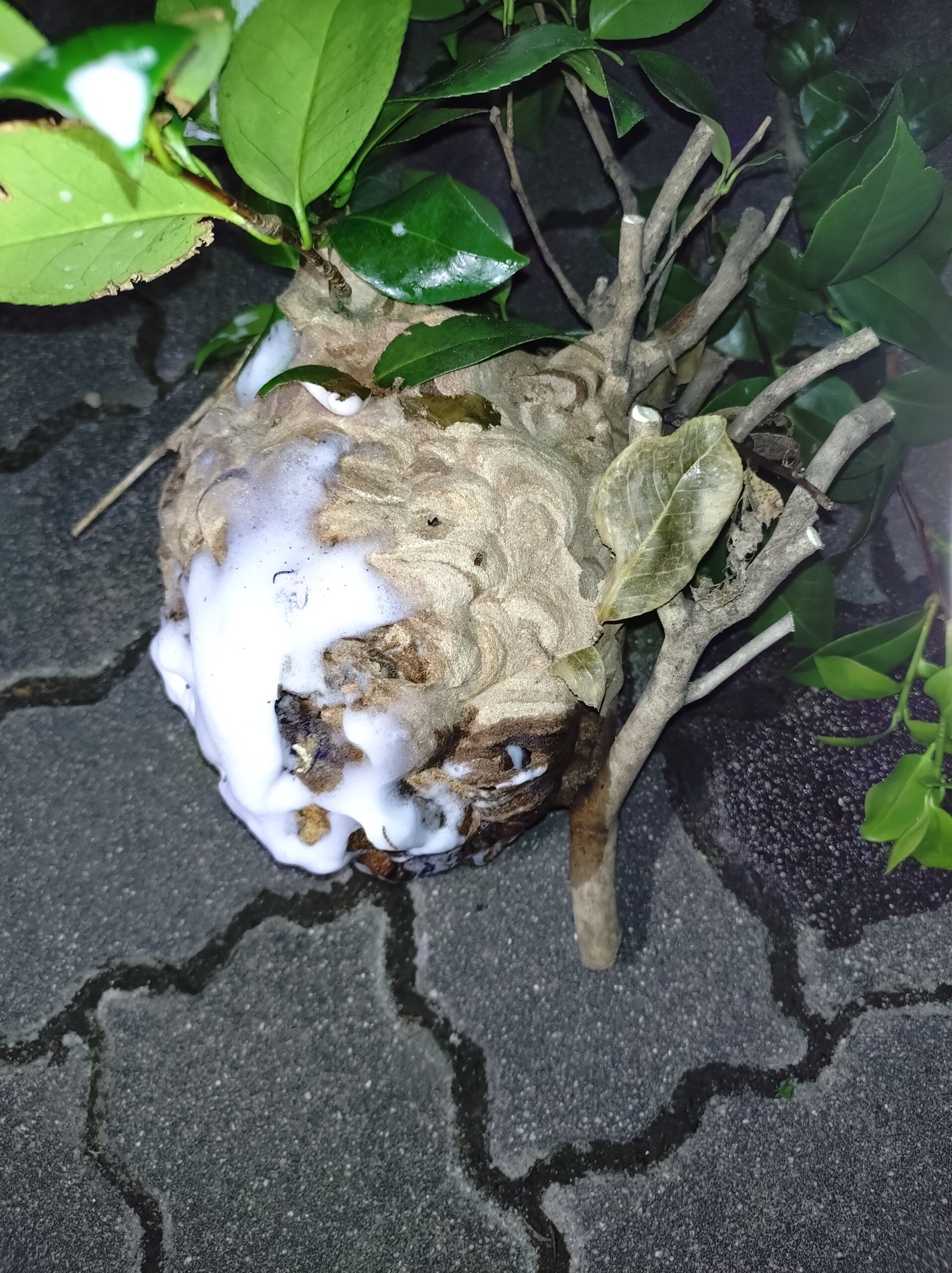 さいたま市、スズメバチ駆除